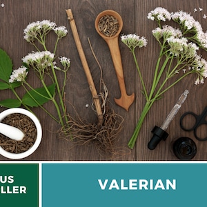 Valerian 50 Seeds Heirloom Herb, Medicinal Herb, Pinkish-White Flowers, Non-GMO Valeriana officinalis image 5