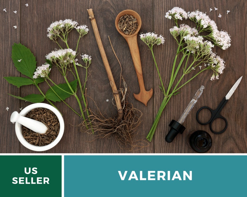 Valerian 50 Seeds Heirloom Herb, Medicinal Herb, Pinkish-White Flowers, Non-GMO Valeriana officinalis image 5