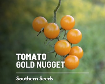 Tomato, Gold Nugget - 50 Seeds - Heirloom Vegetable, Determinate Plant, Cherry Tomato, Non-GMO (Solanum lycopersicum)