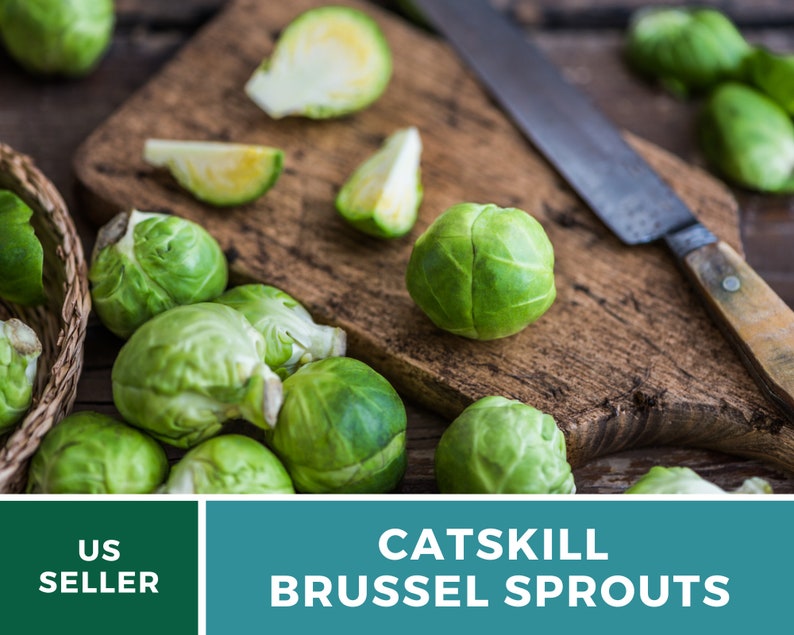 Brussels Sprouts Catskill 250 Seeds Heirloom GMO Free Etsy