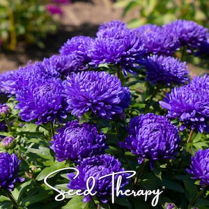 May include: A cluster of vibrant purple aster flowers with dense, layered petals and green foliage. The text Seed Therapy is written in a white, cursive script across the lower portion of the image, overlaying the deep violet blossoms.