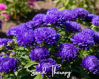 Puede incluir: Un grupo de vibrantes flores aster de color púrpura con pétalos densos y superpuestos y follaje verde. El texto Seed Therapy está escrito en una fuente cursiva blanca en la parte inferior de la imagen, sobre las flores de color violeta.