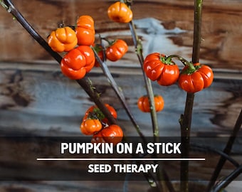 Pumpkin On A Stick Seeds – Heirloom Ornamental Eggplant, Unique Vegetable, Craft Design, Floral Displays | 15 Seeds