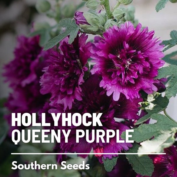 Hollyhock, Queeny Purple - 25 Seeds - Heirloom Flower - All American Award Winner (Alcea rosea)