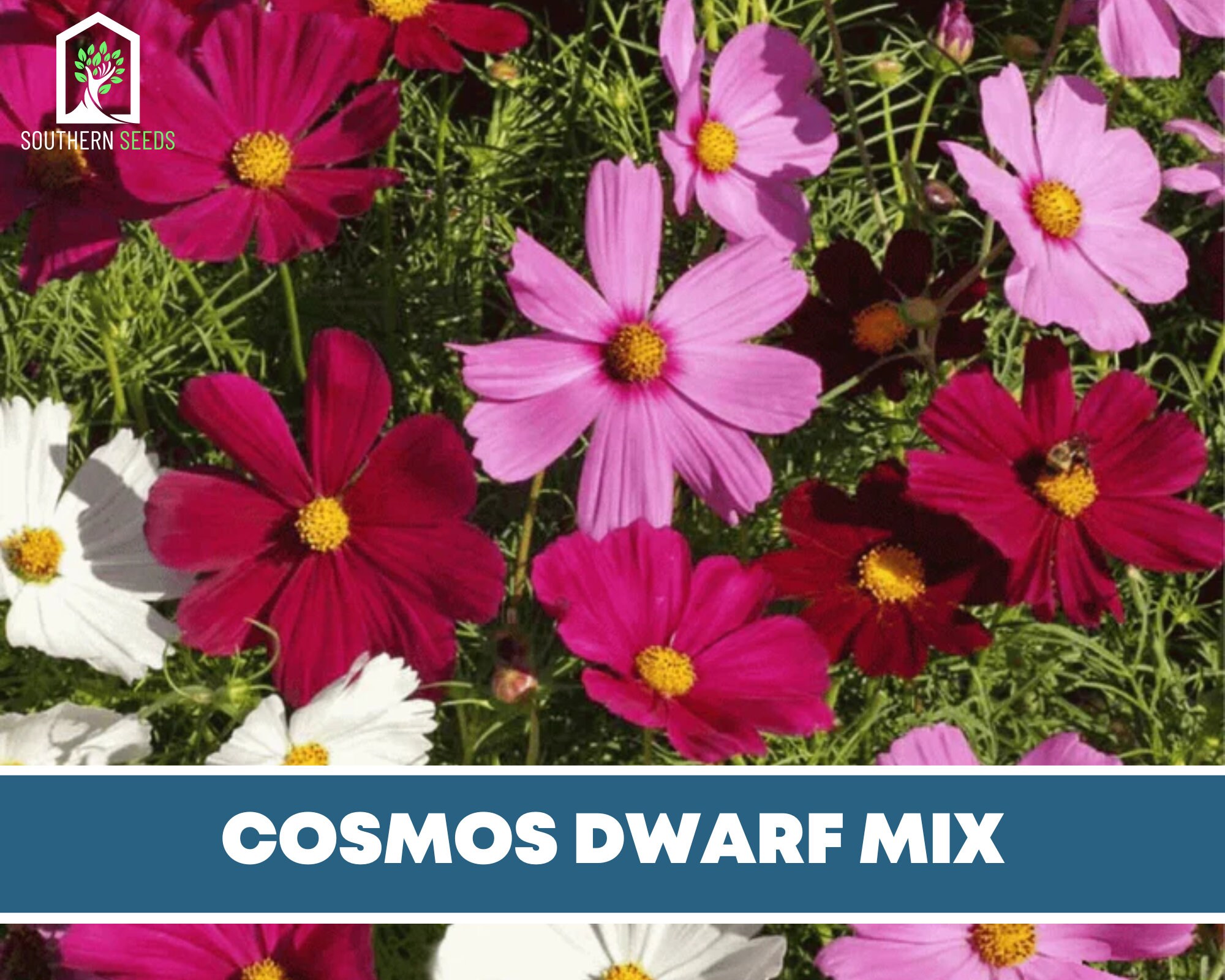 Cosmos mélange nain 100 graines Pollinisateur amical - Etsy France