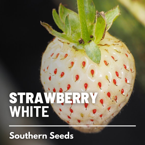 Strawberry, White Soul - 100 Seeds - Heirloom Fruit, White Fruits with Sweet Flavor, Vigorous Plant, Non-GMO, Garden Gift (Fragaria vesca)