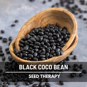 Black Coco Bean Seeds – Heirloom, Gourmet Rich and Creamy Culinary Bean (30 Seeds)