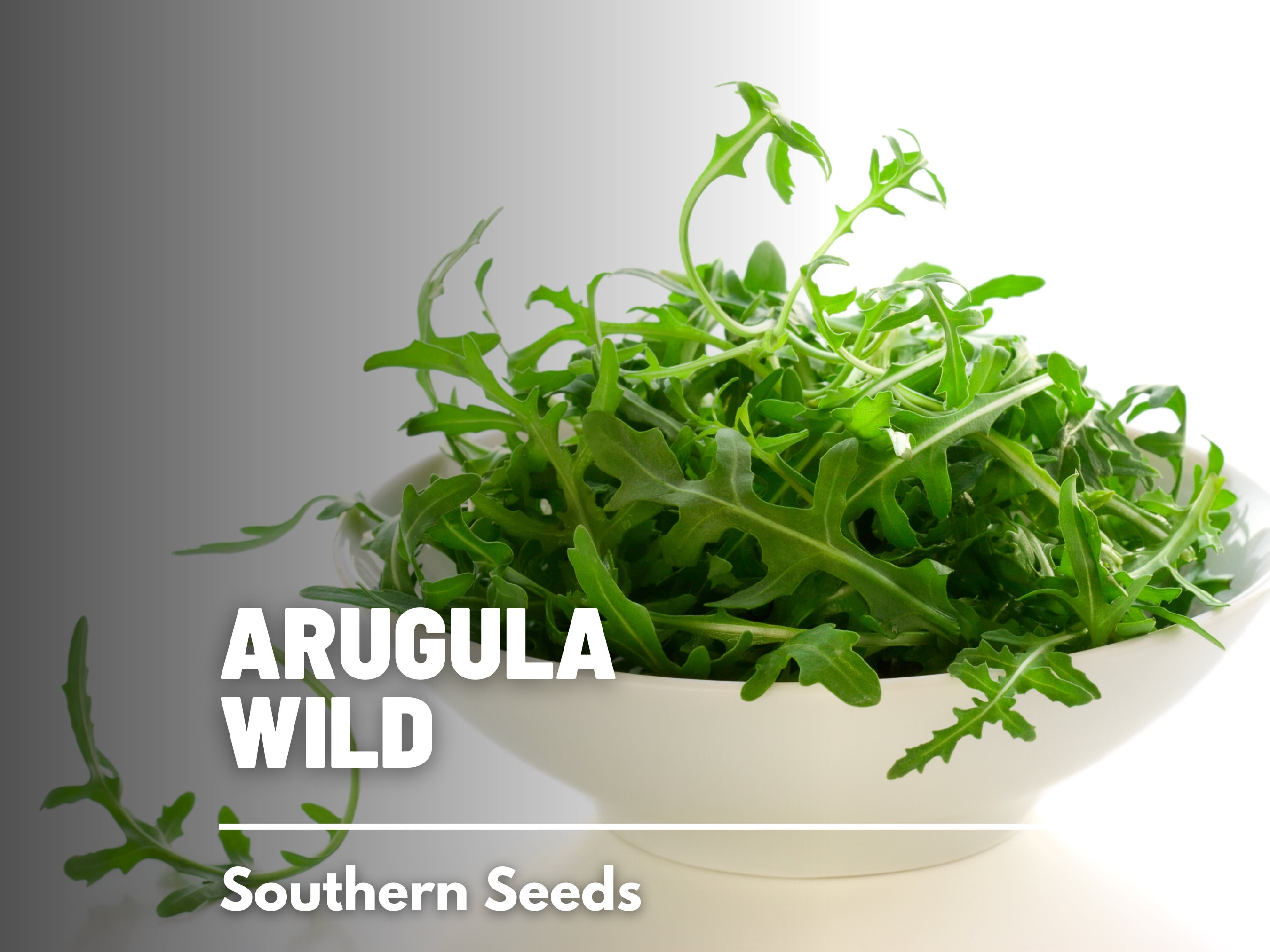 Organic Rocket Salad/Roquette Arugula Seed - 1g