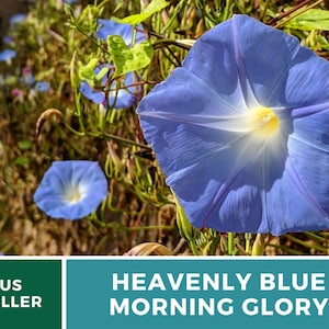 May include: A close-up of a blue morning glory flower with a white center. The flower is in focus, while the background is blurred. The text "HEAVENLY BLUE MORNING GLORY" is visible at the bottom of the image.