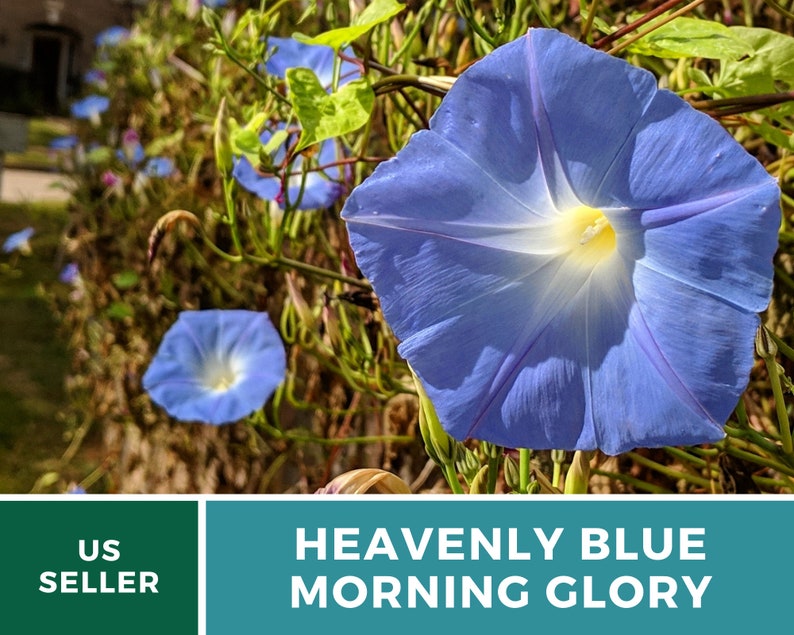 May include: A close-up of a blue morning glory flower with a white center. The flower is in focus, while the background is blurred. The text "HEAVENLY BLUE MORNING GLORY" is visible at the bottom of the image.
