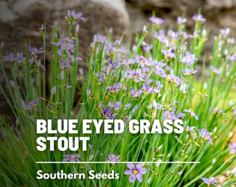 Blue Eyed Grass, Stout - 50 Seeds - Heirloom Ornamental Grass - Lovely Blue Flowers (Sisyrinchium angustifolium)