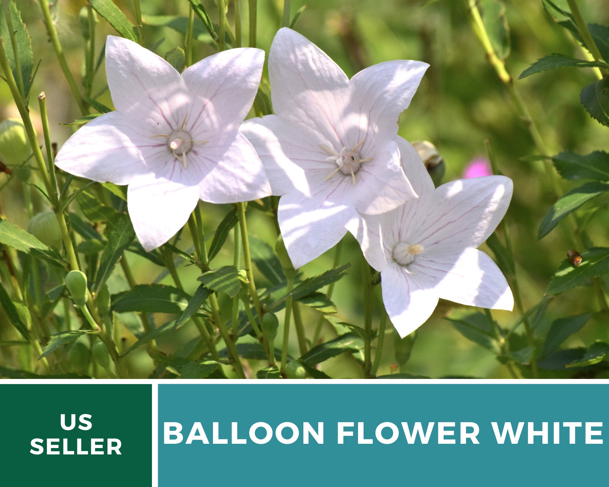 Balloon Flower White 50 Seeds Beautiful New Garden Staple Etsy