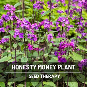 Money Plant Seeds (Honesty) – Heirloom, Prosperity and Abundance Symbol, Unique Flower for Gardens (Lunaria biennis) | 20 Seeds bild 2