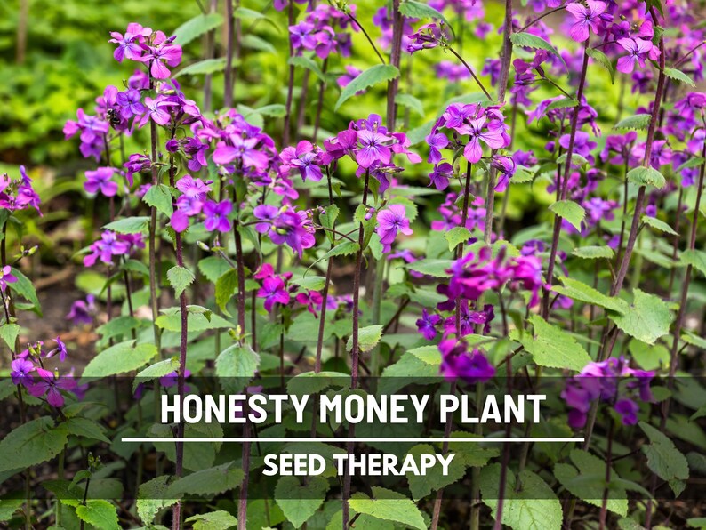 Money Plant Seeds (Honesty) – Heirloom, Prosperity and Abundance Symbol, Unique Flower for Gardens (Lunaria biennis) | 20 Seeds bild 2