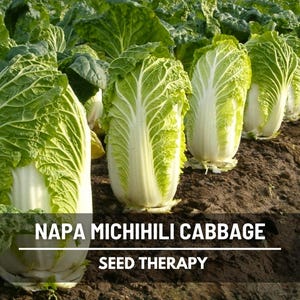Michihili Napa Cabbage Seeds – Heirloom, Non‑GMO, Open‑Pollinated Vegetable, Sweet Crisp Heads for Slaws & Stir‑Fries | 100 Seeds
