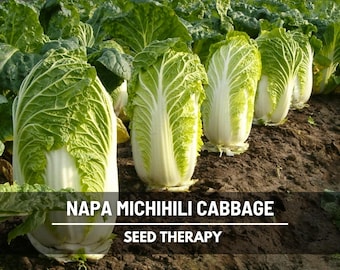 Michihili Napa Cabbage Seeds – Heirloom, Non‑GMO, Open‑Pollinated Vegetable, Sweet Crisp Heads for Slaws & Stir‑Fries | 100 Seeds