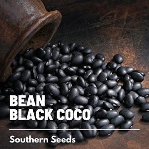 Bean, Black Coco - 30 Seeds - Heirloom Vegetable - Open Pollinated - Non-GMO (Phaseolus vulgaris)