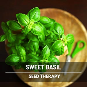 Sweet Basil Seeds – Heirloom, Essential Herb for Kitchen, Classic Sweet Basil, Easy to Grow, Culinary Favorite | 250 Seeds