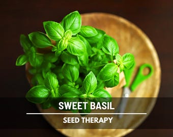 Sweet Basil Seeds – Heirloom, Essential Herb for Kitchen, Classic Sweet Basil, Easy to Grow, Culinary Favorite | 250 Seeds