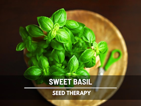 Sweet Basil Seeds – Heirloom, Essential Herb for Kitchen, Classic Sweet Basil, Easy to Grow, Culinary Favorite | 250 Seeds