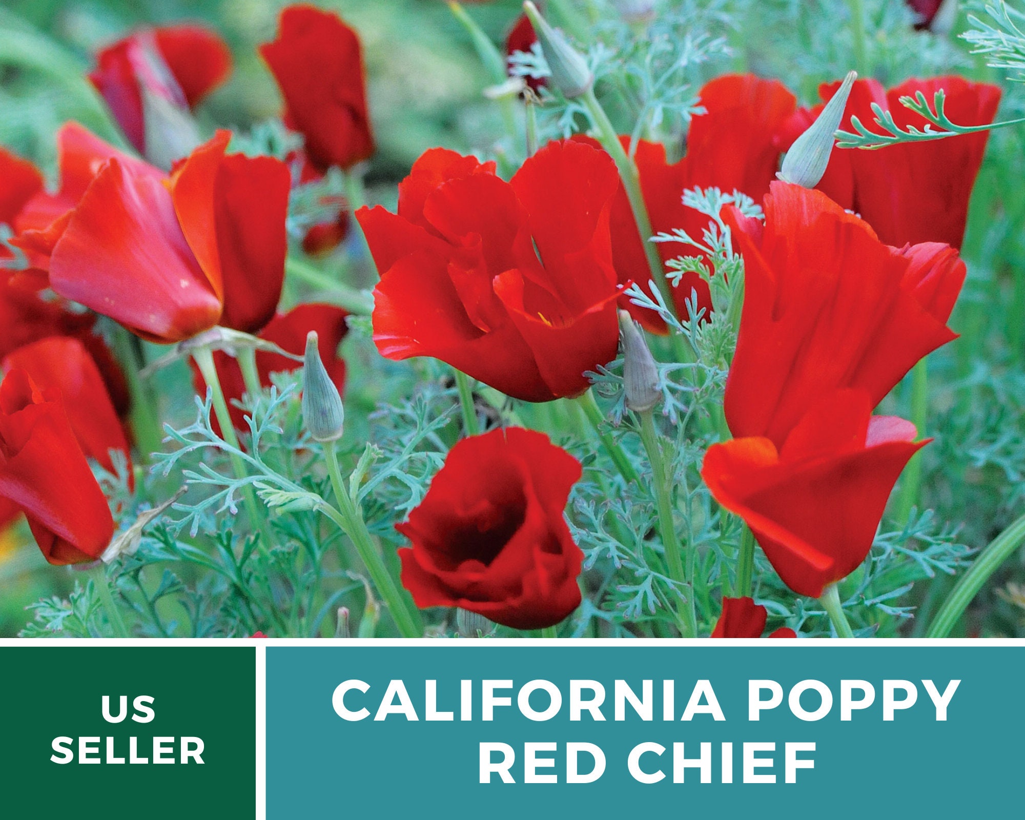 Red Chief California Poppy Seeds – Heirloom Wildflower, Brilliant