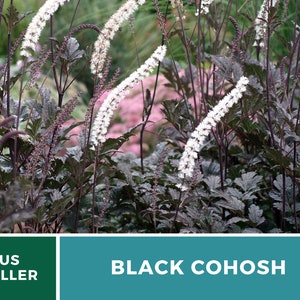 Black Cohosh Bugbane 25 Seeds Heirloom Medicinal Herb Ornamental Flower Cimicifuga ramosa atropurpurea image 3