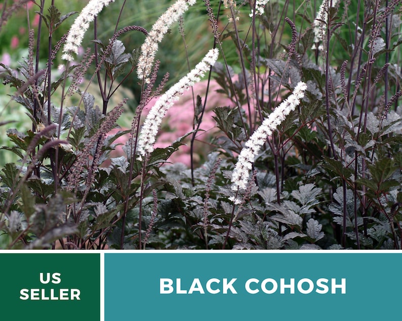 Black Cohosh Bugbane 25 Seeds Heirloom Medicinal Herb Ornamental Flower Cimicifuga ramosa atropurpurea image 3