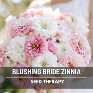 Blushing Bride Zinnia Seeds – Heirloom, Large Double Blooms in Soft Pink and White (100 Seeds)