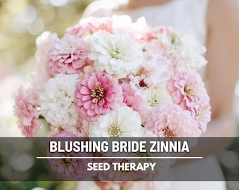 Blushing Bride Zinnia Seeds – Heirloom, Large Double Blooms in Soft Pink and White (100 Seeds)