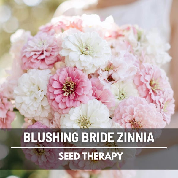 Blushing Bride Zinnia Seeds – Heirloom, Large Double Blooms in Soft Pink and White (100 Seeds)