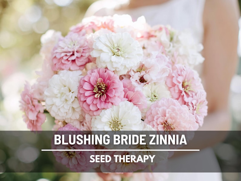 Blushing Bride Zinnia Seeds – Heirloom, Large Double Blooms in Soft Pink and White (100 Seeds) imagem 1