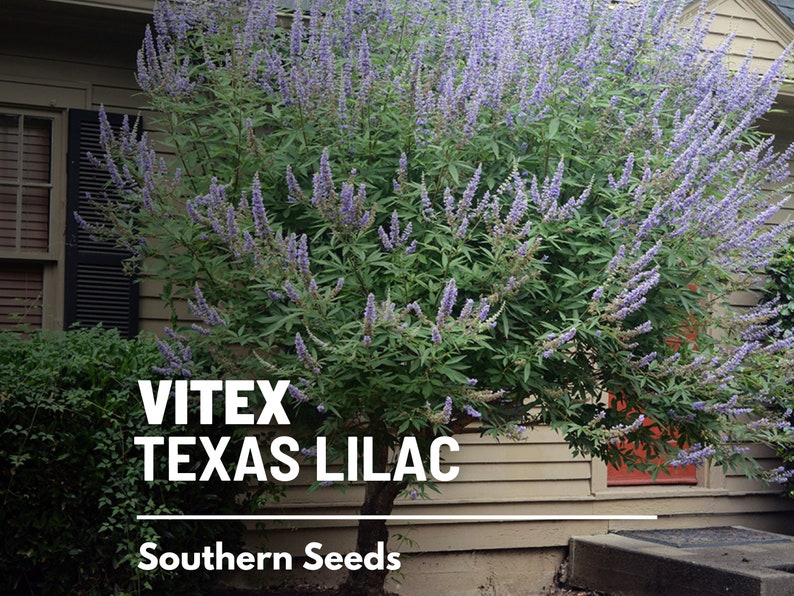 May include: A Vitex tree, also known as Texas Lilac, with clusters of purple flowers. The tree is in front of a house with a red door. The text "Vitex Texas Lilac" and "Southern Seeds" is visible below the tree.
