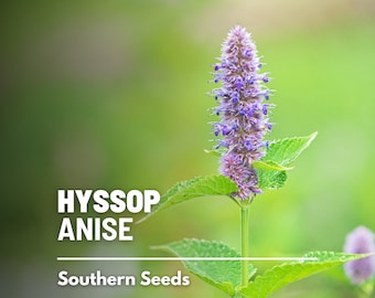 Hyssop, Anise (Licorice Mint) - 200 Seeds - Heirloom Flower - Culinary & Medicinal Herb (Agastache foeniculum)