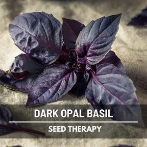 Dark Opal Basil Seeds - Heirloom Purple Herb, Edible Culinary Favorite (250 Seeds)