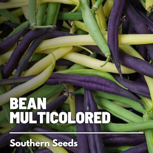 Bean, Multicolored Mix - 30 Seeds - Heirloom Vegetable - Open Pollinated - Non-GMO (Phaseolus vulgaris)