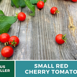 May include: Small red cherry tomatoes with green stems and attached green leaves. The text US SELLER and SMALL RED CHERRY TOMATO is visible at the bottom of the image. The tomatoes are round and bright red, scattered across a weathered wooden surface.