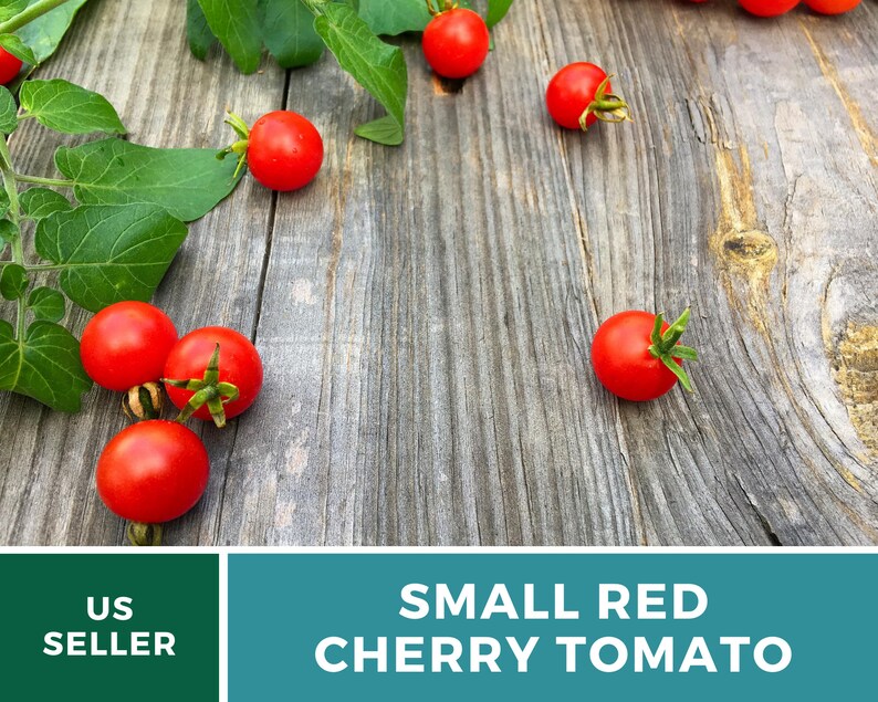 May include: Small red cherry tomatoes with green stems and attached green leaves. The text US SELLER and SMALL RED CHERRY TOMATO is visible at the bottom of the image. The tomatoes are round and bright red, scattered across a weathered wooden surface.