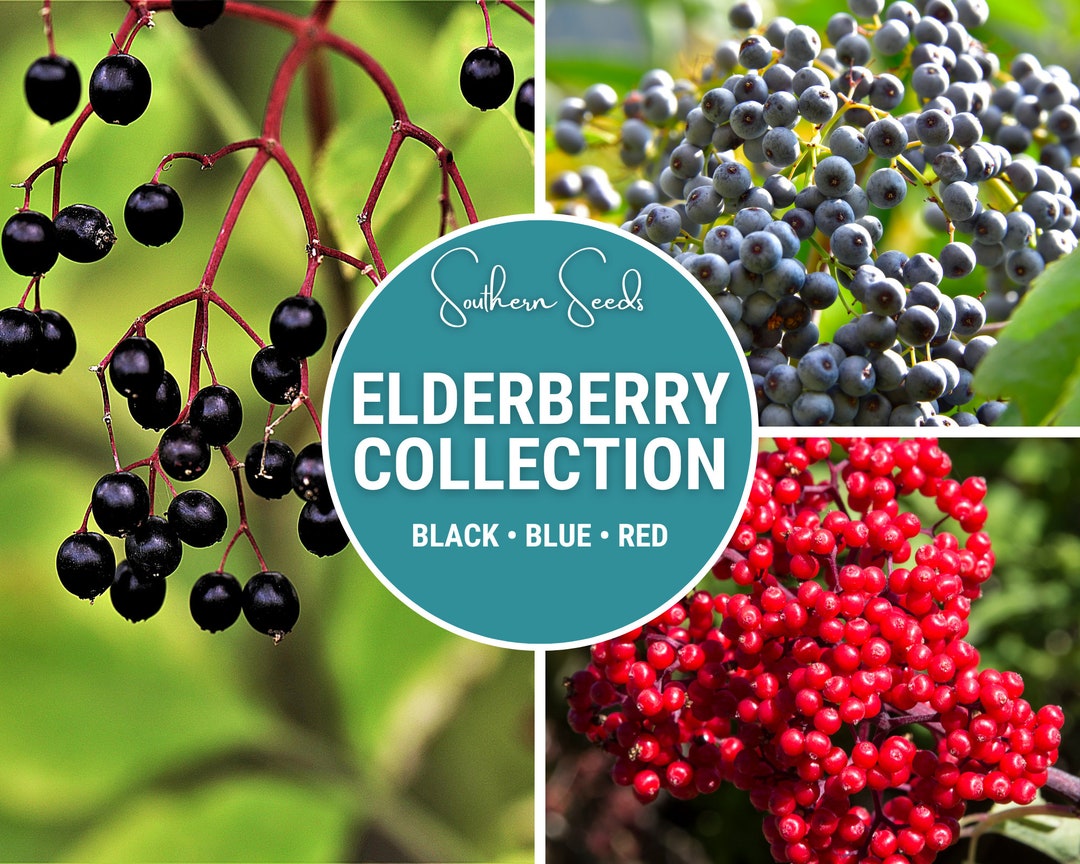 Elderberry Seed Collection Heirloom Seeds 50 American Etsy