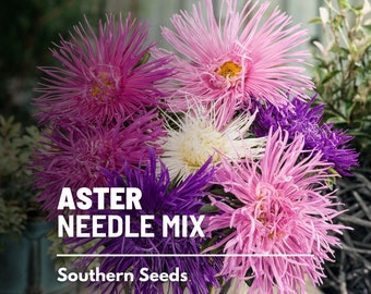 Aster, Needle Mix - 50 Seeds - Heirloom Flower - Easy to Grow (Callistephus unicom)