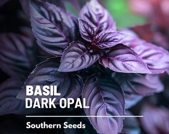 Basil, Dark Opal Purple - 250 Seeds - Heirloom Culinary & Medicinal Herb - Non-GMO (Ocimum basilicum)