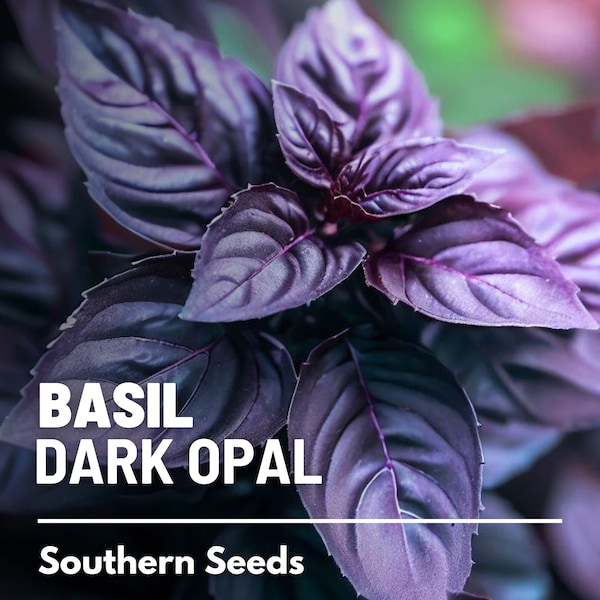 Basil, Dark Opal Purple - 250 Seeds - Heirloom Culinary & Medicinal Herb - Non-GMO (Ocimum basilicum)