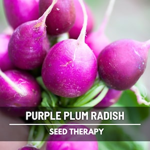 Purple Plum Radish Seeds – Heirloom Vegetable, Non-GMO, Crisp and Mild Flavor, Vibrant Purple Roots, Easy to Grow | 250 Seeds