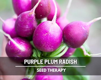 Purple Plum Radish Seeds – Heirloom Vegetable, Non-GMO, Crisp and Mild Flavor, Vibrant Purple Roots, Easy to Grow | 250 Seeds