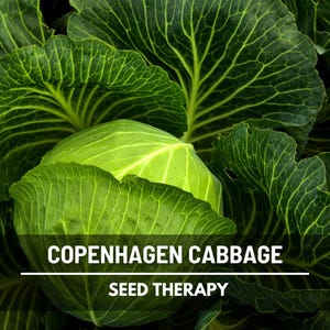 Copenhagen Market Cabbage Seeds – Heirloom, Non‑GMO, Open‑Pollinated Vegetable, Sweet and Crunchy Heads for Slaws & Salads | 100 Seeds