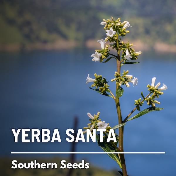 Yerba Santa - 30 Seeds - Heirloom Herb, Medicinal Plant, California Native, Fragrant (Eriodictyon californicum)