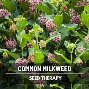 Common Milkweed Seeds – Heirloom, Native Flower, Essential Monarch Butterfly Plant (Asclepias syriaca) | 50 Seeds