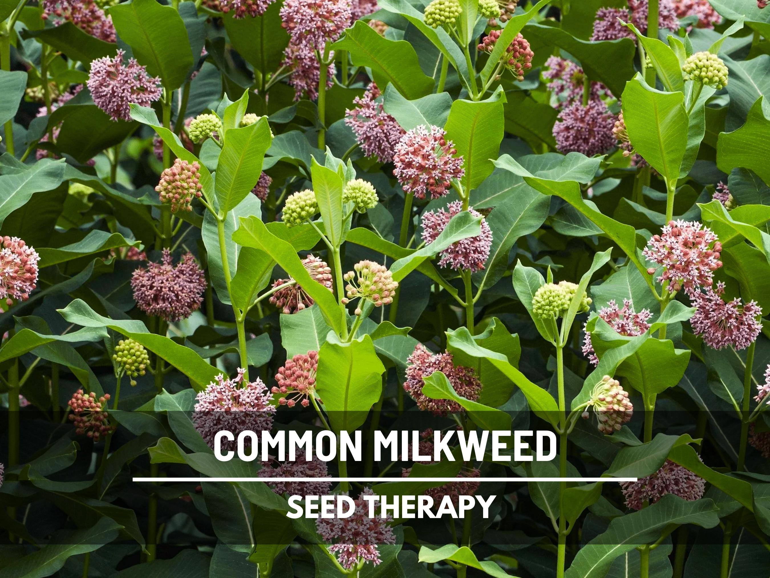 Common Milkweed Seeds – Heirloom, Native Flower, Essential Monarch Butterfly Plant (Asclepias syriaca) | 50 Seeds