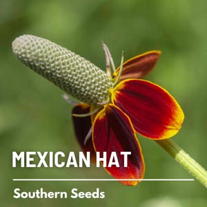 May include: A close-up of a red and yellow Mexican Hat flower with a green seed head. The flower is in focus, and the background is blurred. The text "MEXICAN HAT" and "Southern Seeds" is visible below the flower.