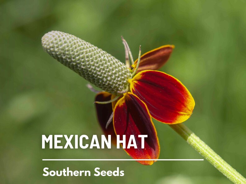 May include: A close-up of a red and yellow Mexican Hat flower with a green seed head. The flower is in focus, and the background is blurred. The text "MEXICAN HAT" and "Southern Seeds" is visible below the flower.
