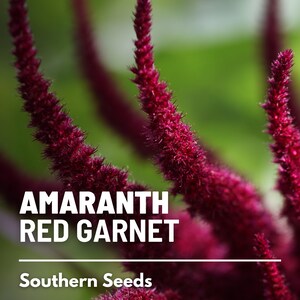 May include: Close-up of red amaranth flowers, also known as "Red Garnet" amaranth, with the text "Amaranth Red Garnet" and "Southern Seeds" below.
